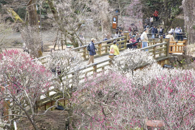 熱海梅園梅まつり